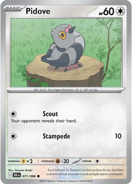 Pidove (071/086) [Scarlet & Violet: Black Bolt] | Chromatic Games